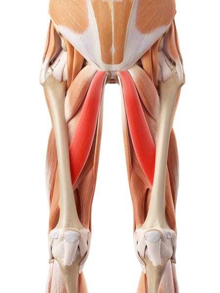 Groin muscle strain, Groin muscle injury Treatment  Physio Pretoria