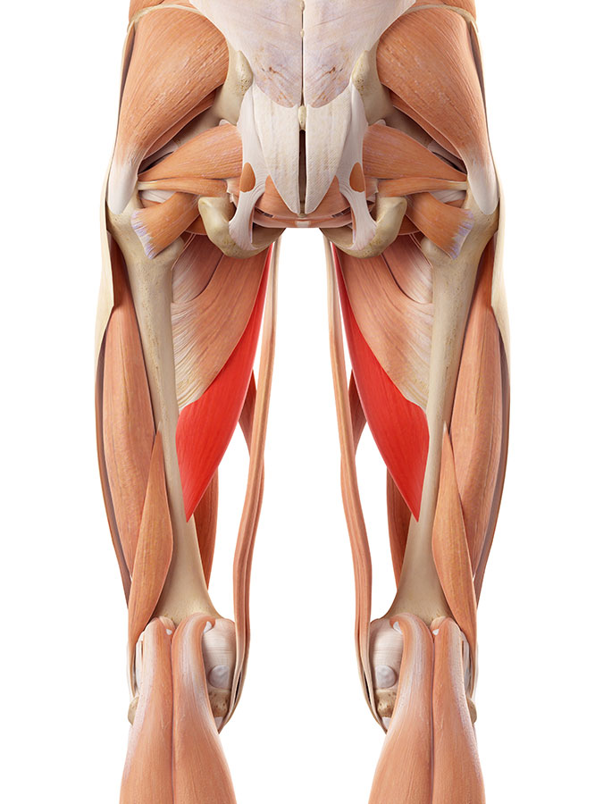 Inner Thigh Pain And Adductor Muscle Strain Treatment