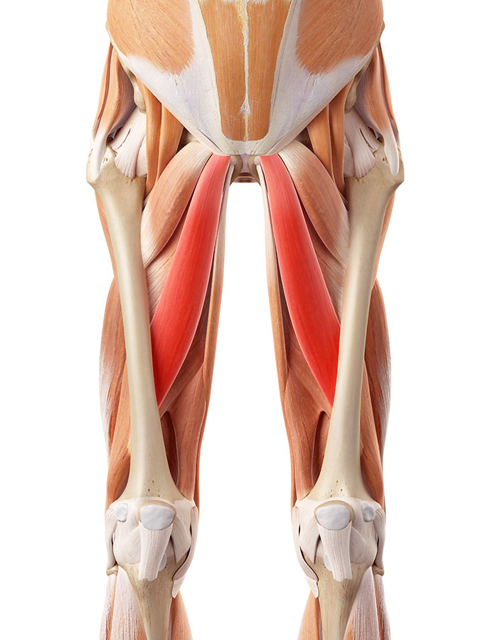 Groin muscle strain, groin muscle pain, groin muscle injury, Adductor muscle strain (Groin strain)