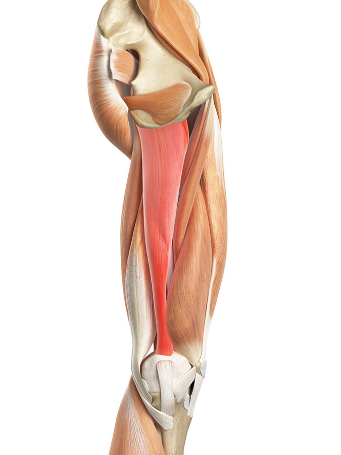 Groin muscle strain, groin muscle pain, groin muscle injury, Adductor muscle strain (Groin strain)