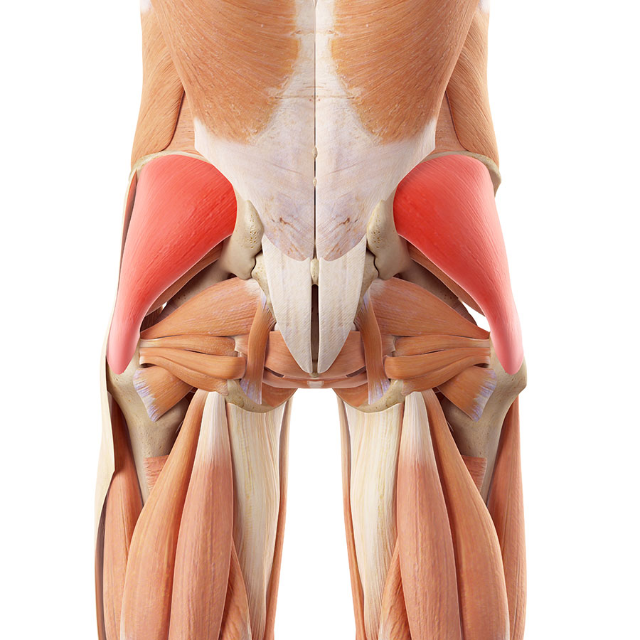 Hip muscle strain, hip muscle strains, hip muscle pain, hip muscle injury, pain in the hip muscles