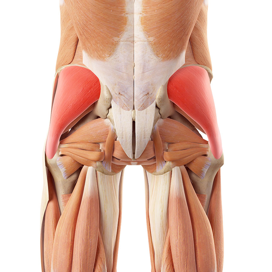 Gluteus Muscle Strain Gluteal Muscle Pain Buttock Pain Physio