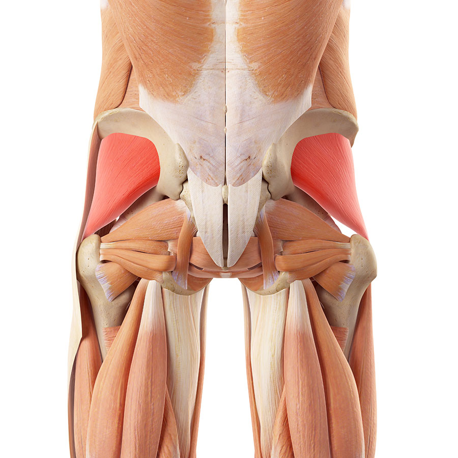 Gluteal muscle Strain, Buttock pain