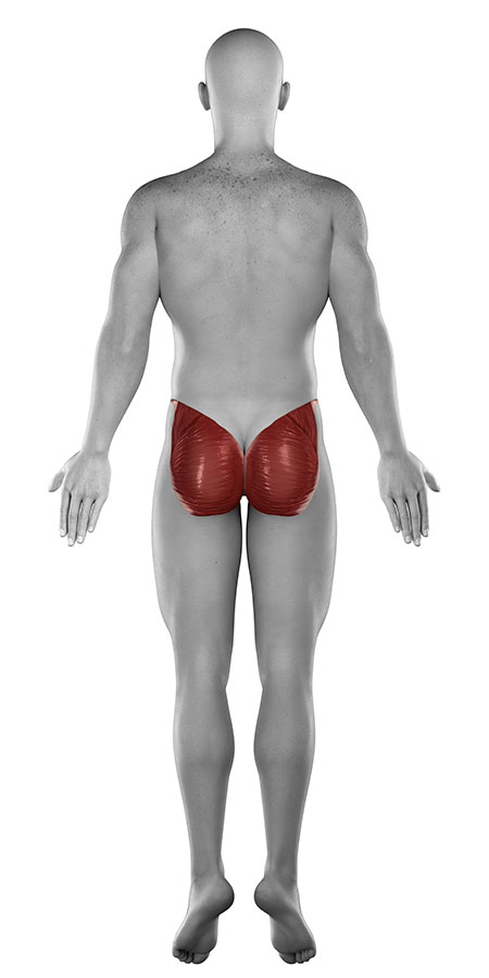 Hip muscle strain, hip strain, hip muscle injury, hip muscle pain, pain in the hip muscles