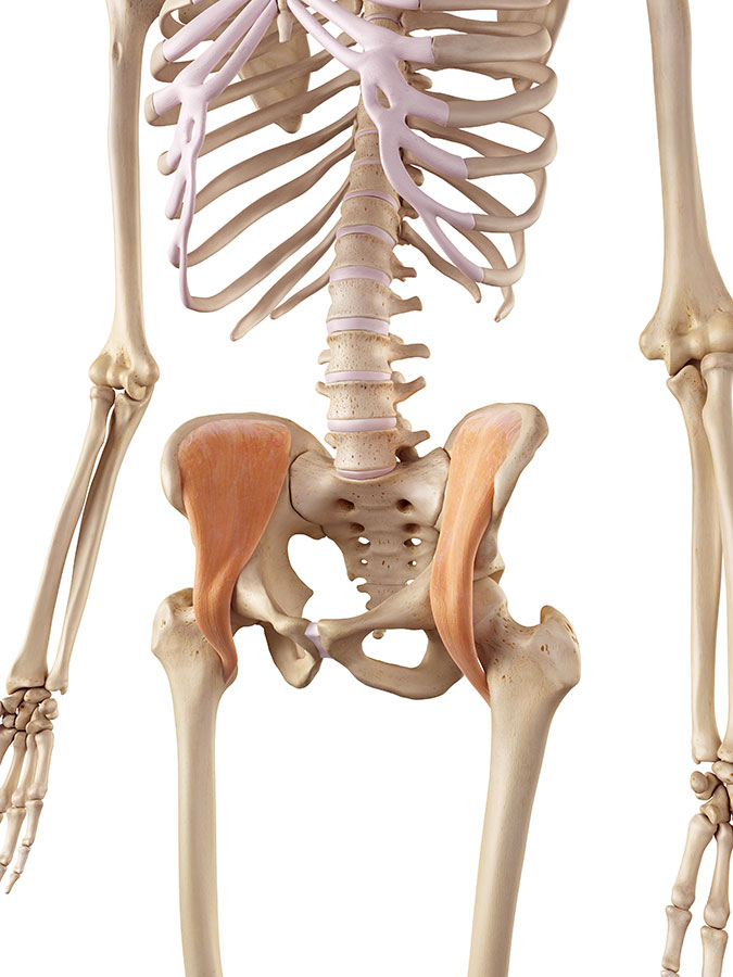 Hip muscle strain, hip muscle strains, hip muscle pain, hip muscle injury, pain in the hip muscles