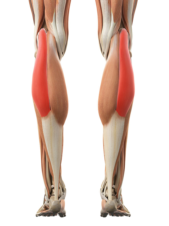 Lateral Head of the Gastrocnemius Muscle Outside Calf Muscle tear, Achilles Tendonitis