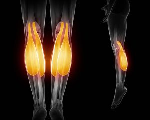 Lateral and Medial Head of the Gastrocnemius (Calf) Muscle, Lowe Calf Muscle tear, Torn Calf muscle