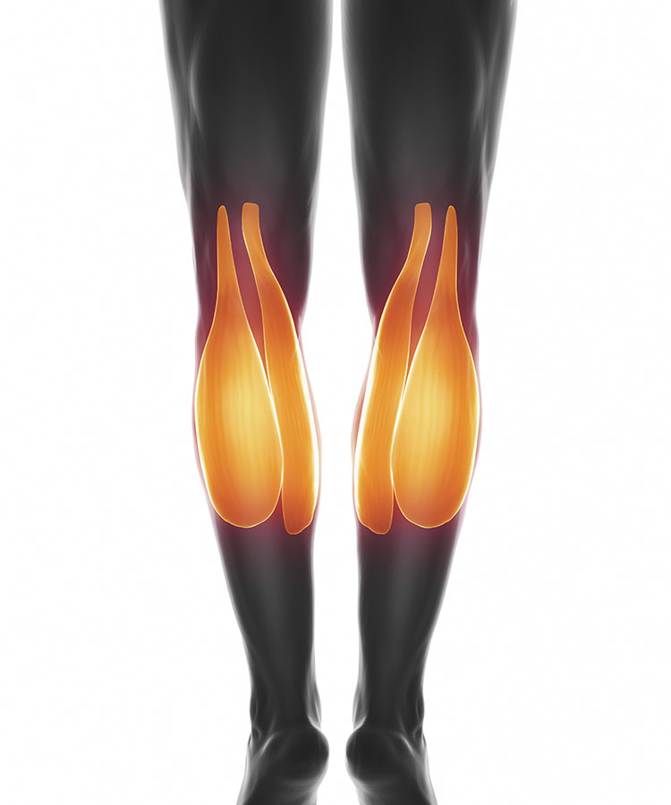 Lateral and Medial Head of the Gastrocnemius (Calf) Muscle_rear Lateral and Medial Head of the Calf