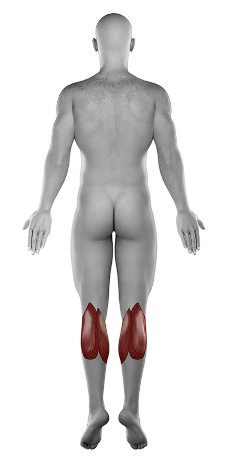 Lateral and Medial Head of the Gastrocnemius (Calf) Muscle_rear Calf pain, Calf injuries, Calf Muscle Tear