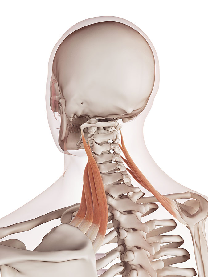 Levator Scapularis Muscle, bones_rear-side