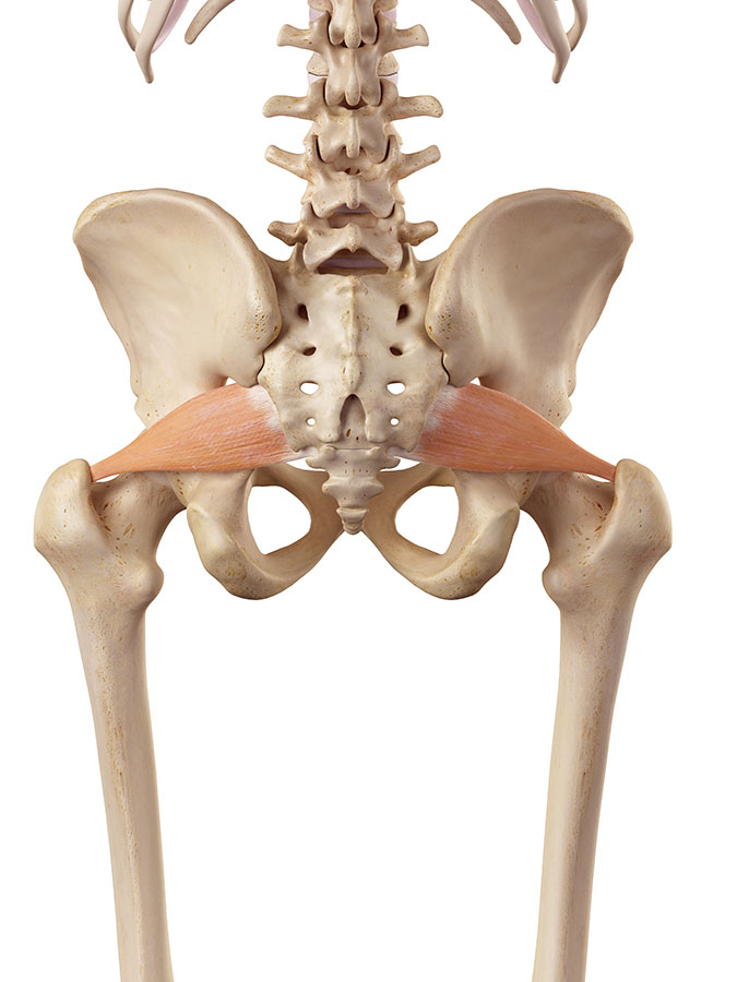 Piriformis muscle, Piriformis syndrome, Piriformis buttock pain, Piriformis Sciatic pain