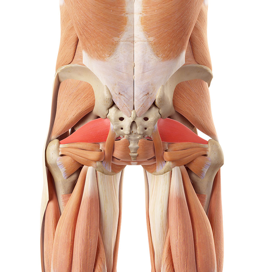 Piriformis muscle, Piriformis syndrome, Piriformis buttock pain, Piriformis Sciatic pain