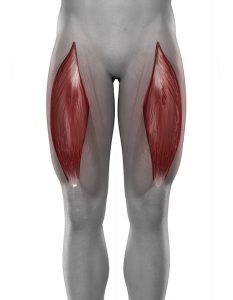 Quadriceps muscle strain, torn quad muscle, thigh muscle pain, Quadriceps muscle injury, Quadriceps muscle injury