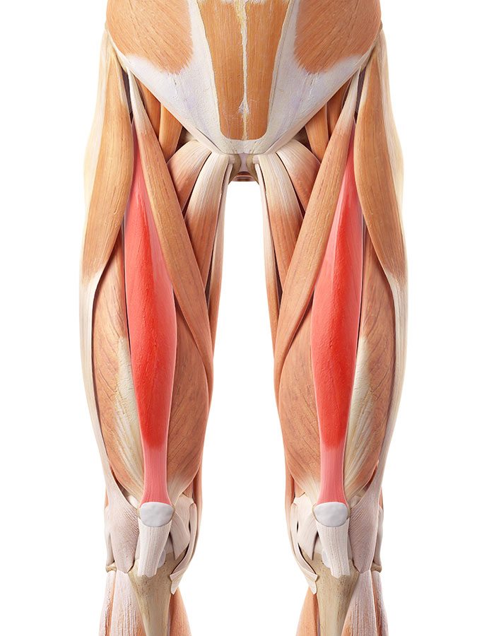 Rectus Femoris Hip Muscle Strain