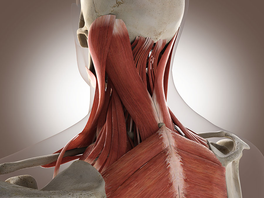 Posterior Neck Muscles