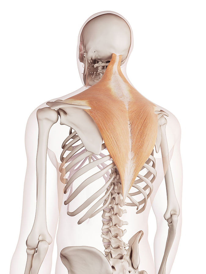 Trapezius Muscle_side Neck muscle pain, neck muscle injury, neck muscle spasm, stiff neck muscles