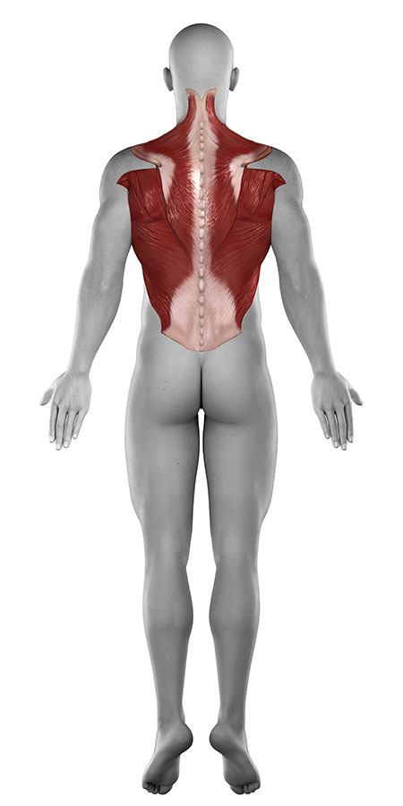 Upper back Pain