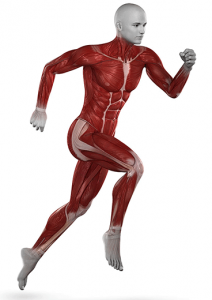 Muscle pain, Muscle stiffness, Painful muscles, Muscle pain treatment, Muscle strain, Muscle cramp