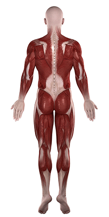 Muscle spasm, Muscle cramp, Muscle spasm treatment, Muscle pain, Muscle cramp treatment, lower back muscle spasm