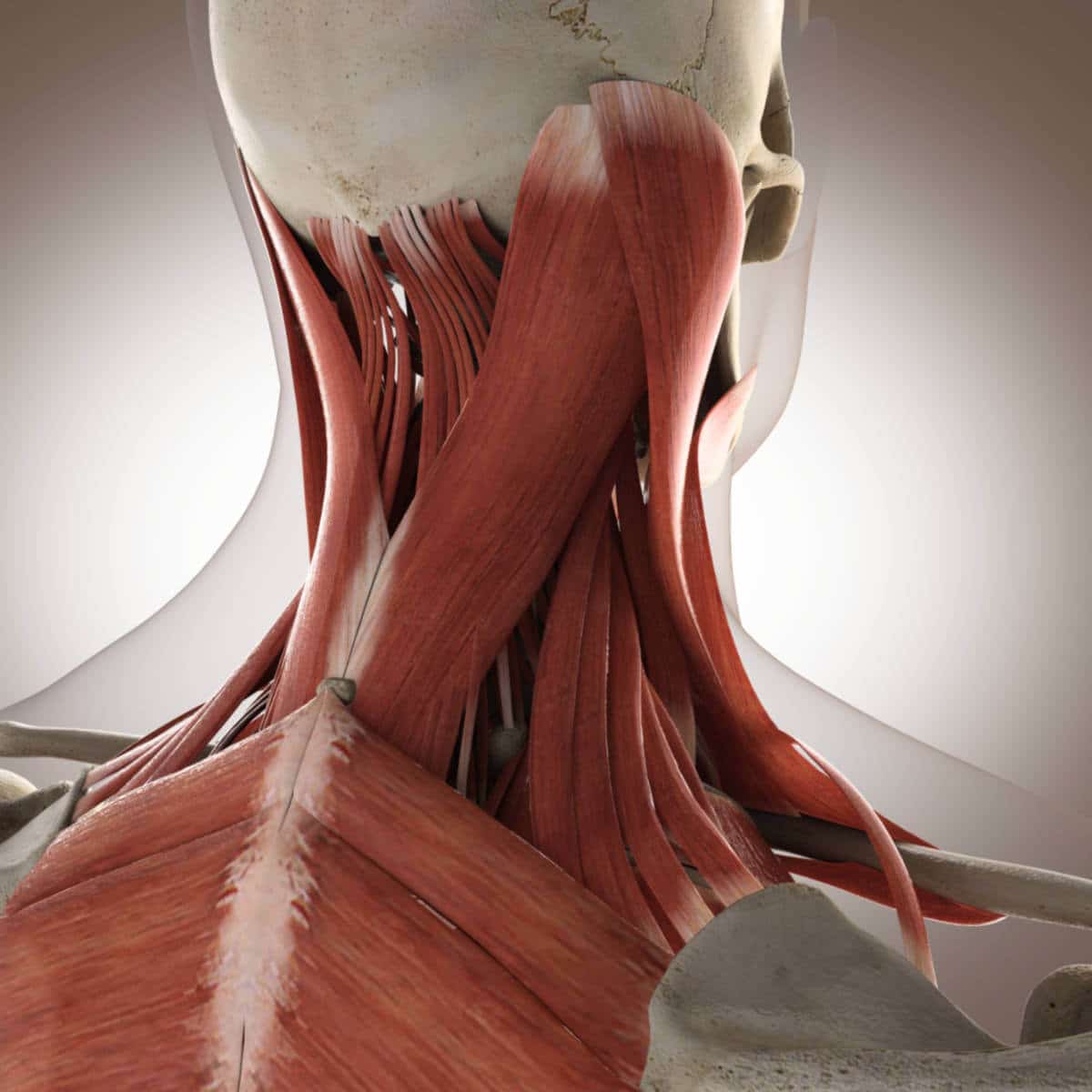 Neck muscle spasm, Neck muscle injury, Neck muscle pain, Neck muscle injury, Stiff neck muscles