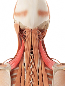Neck muscle spasm, Neck muscle injury, Neck muscle pain, Neck muscle injury, Stiff neck muscles
