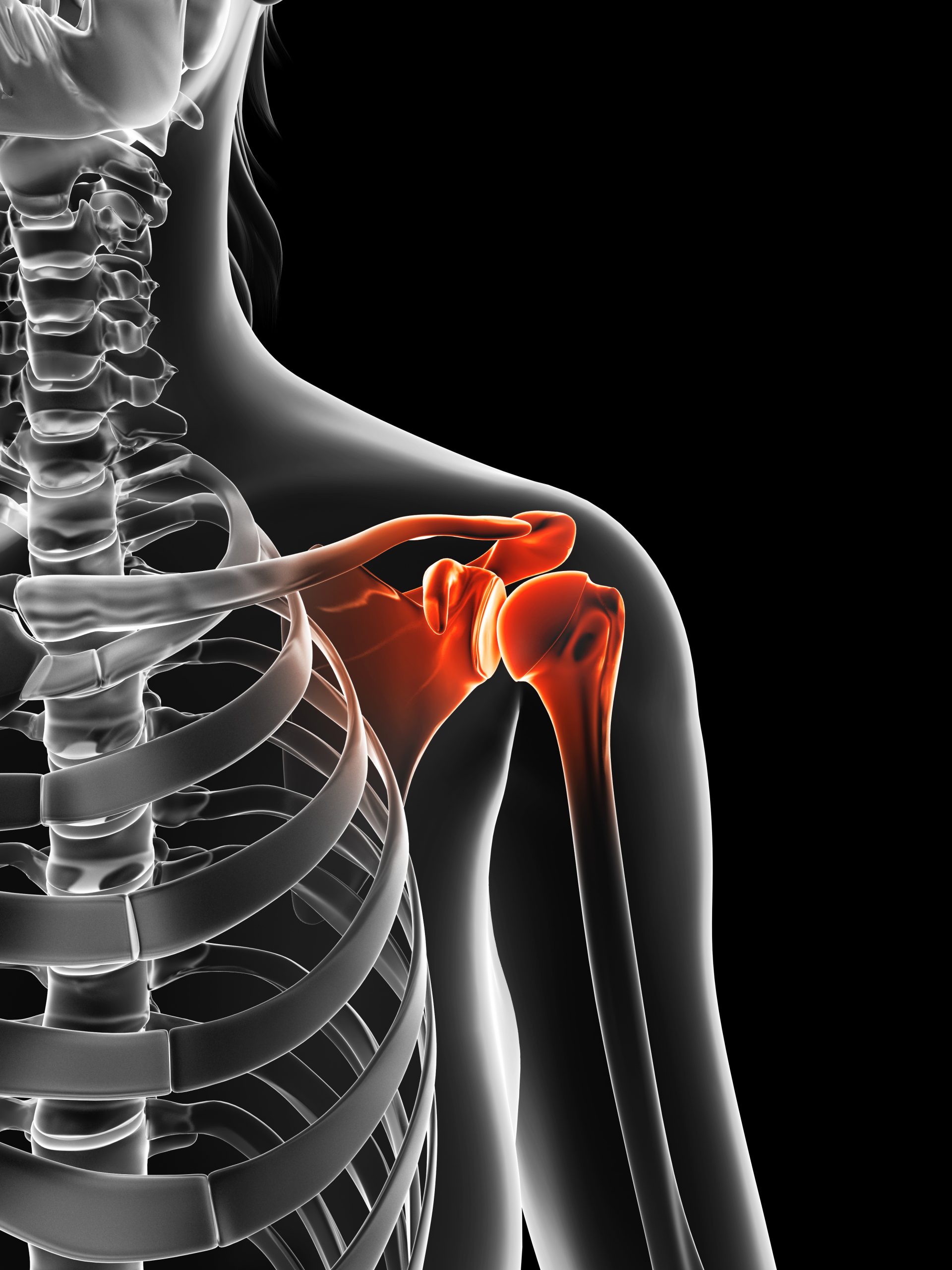 Shoulder Injury Anatomy