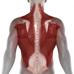 Shoulder muscle injury, Shoulder muscle tear, Shoulder muscle pain, Shoulder muscle treatment, Shoulder muscle ache
