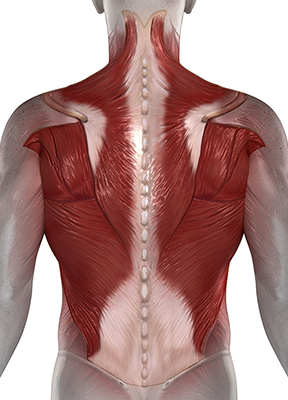 Shoulder muscle injury, Shoulder muscle tear, Shoulder muscle pain, Shoulder muscle treatment, Shoulder muscle ache