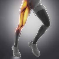 Quadriceps muscle strain, torn quad muscle, Thigh muscle pain, Quadriceps muscle injury, Quadriceps muscle tear