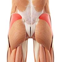 Gluteus muscle Strain: Gluteal Muscle pain & buttock pain - Physio