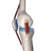 MCL Injury Rehab & Exercises (Medial Collateral Ligament Sprain) 