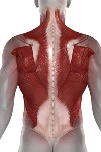Soft tissue Mobilization of muscles in the back